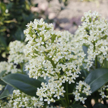 Skimmia voor balkon – Groenblijvend met witte bloemen, extra groot (2 stuks) - jardinera para un balcón verde Vercony