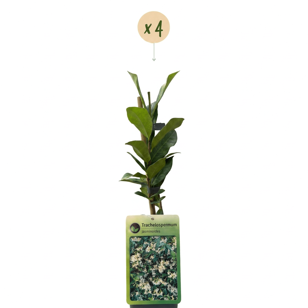 Sterjasmijn voor balkon – Groenblijvend &amp; geurend, klimplant (4 stuks) - plantenbak voor een groen balkon Vercony
