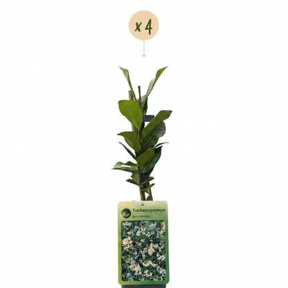 Sterjasmijn voor balkon – Groenblijvend &amp; geurend, klimplant (4 stuks) - plantenbak voor een groen balkon Vercony