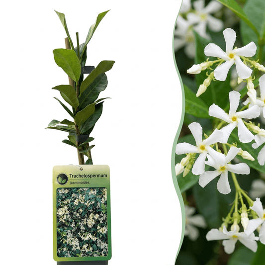 Sterjasmijn voor balkon – Groenblijvend & geurend, klimplant (4 stuks) - jardinera para un balcón verde Vercony