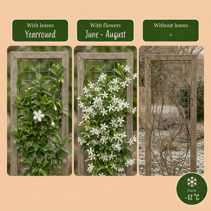Sterjasmijn voor balkon – Groenblijvend &amp; geurend, klimplant (4 stuks) - plantenbak voor een groen balkon Vercony