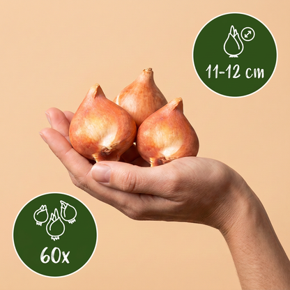 Witte tulpen bloembollen voor balkon (60 stuks) - Triomftulp, voorjaarsbloeier