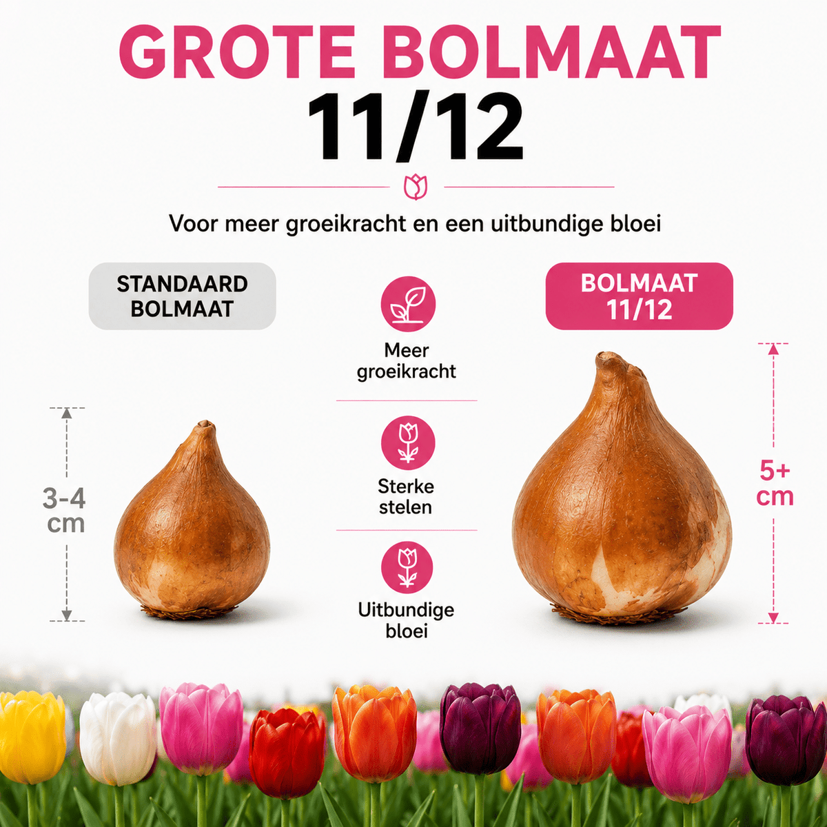 Tulpen bloembollen voor balkon (20 stuks) - Kleurrijke mix, voorjaarsbloeier - Jardinière pour un balcon vert Vercony