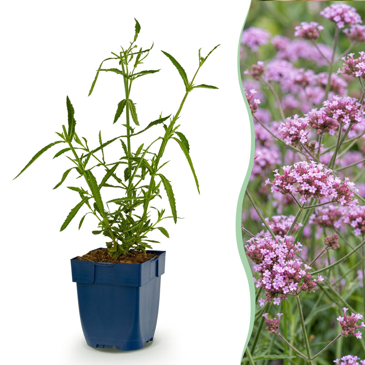 Verbena voor balkon – Langbloeiend &amp; vlindervriendelijk (1 plant) - Pflanzkasten für einen grünen Balkon Vercony