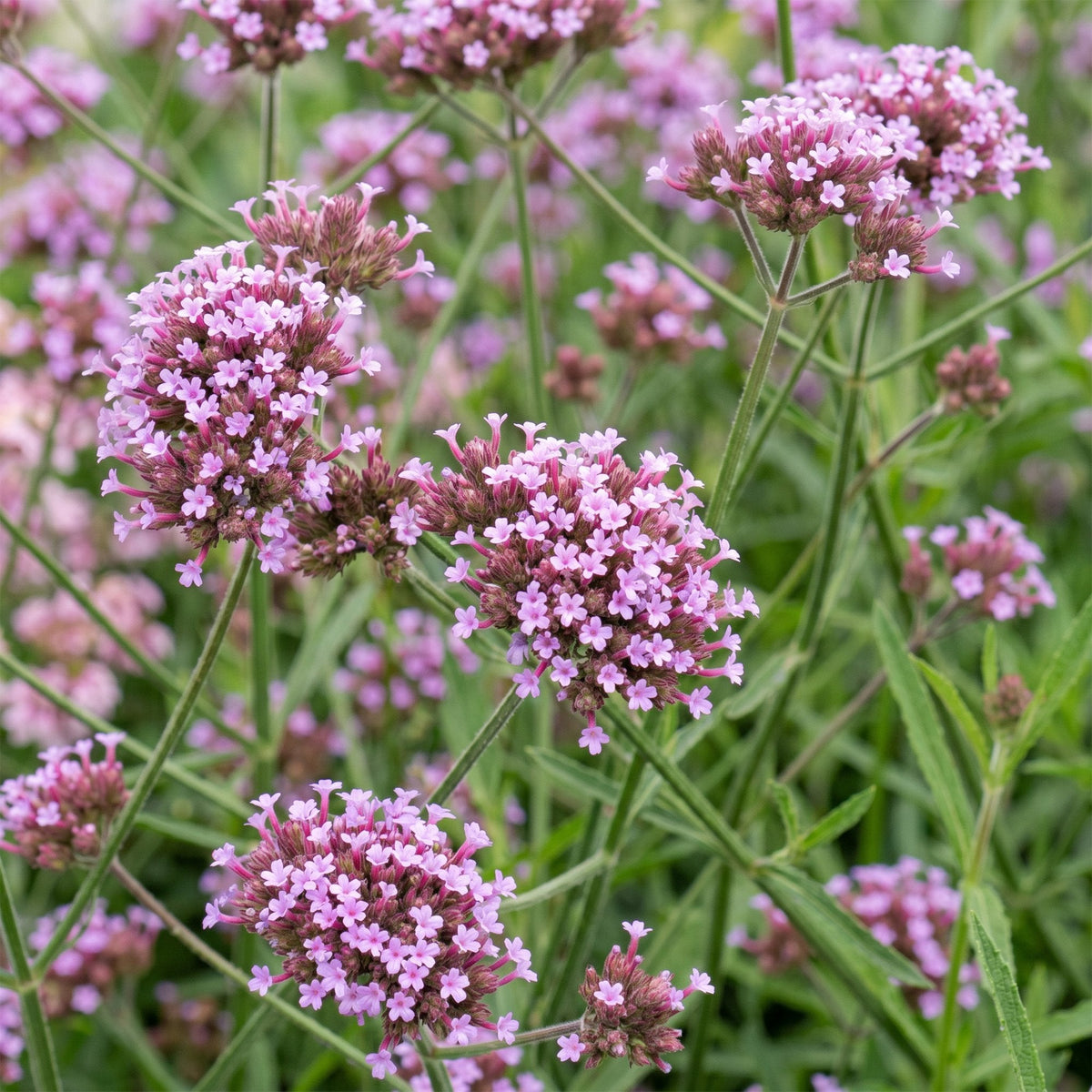 Verbena voor balkon – Langbloeiend &amp; vlindervriendelijk (1 plant) - Pflanzkasten für einen grünen Balkon Vercony