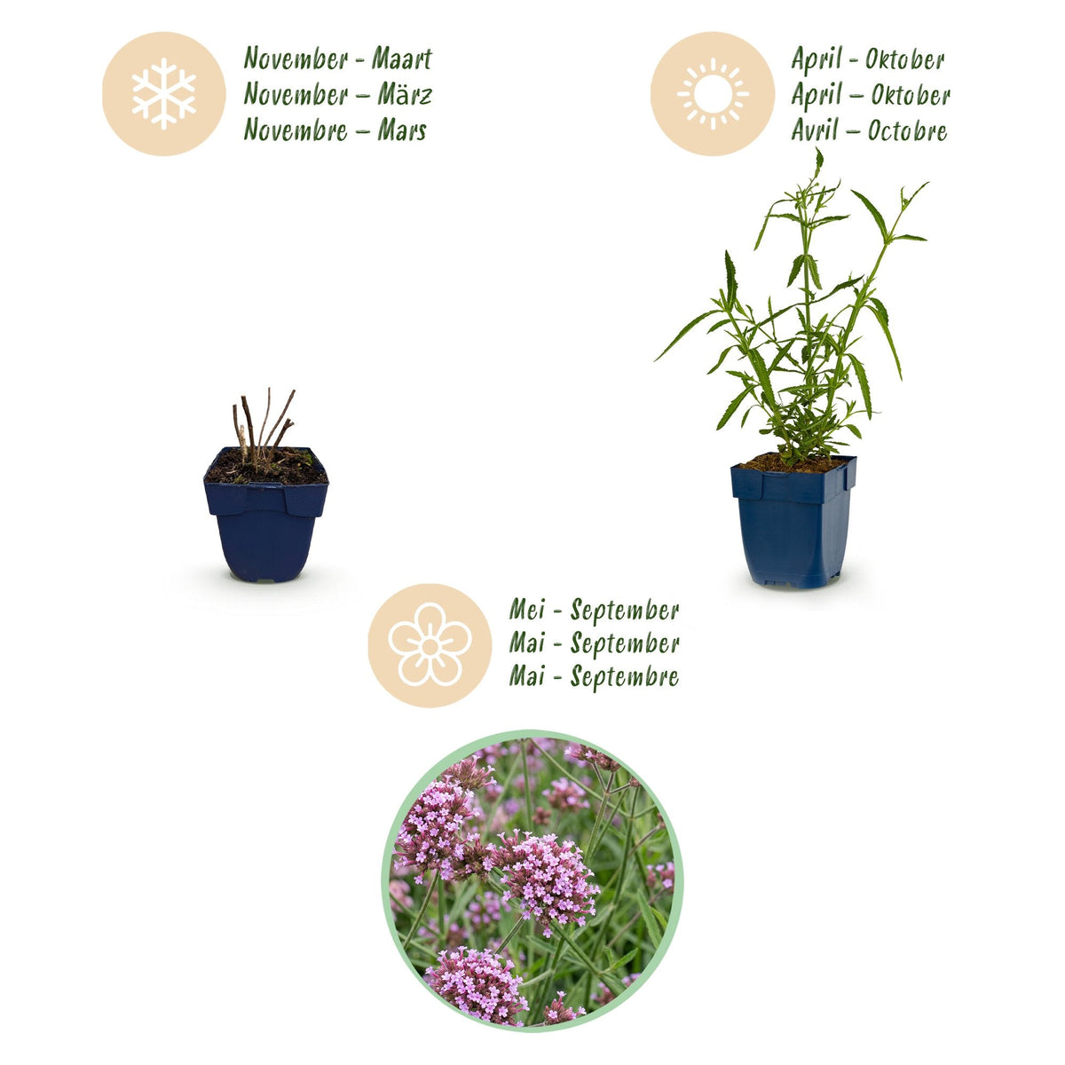 Verbena voor balkon – Langbloeiend &amp; vlindervriendelijk (1 plant) - Pflanzkasten für einen grünen Balkon Vercony
