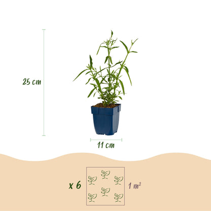 Verbena voor balkon – Langbloeiend &amp; vlindervriendelijk (1 plant) - Pflanzkasten für einen grünen Balkon Vercony