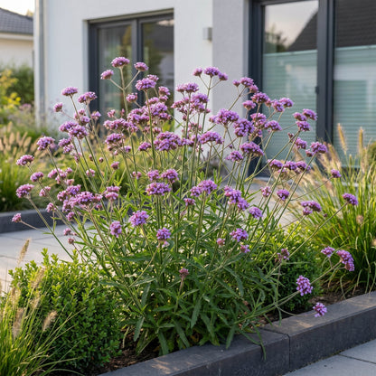 Verbena voor balkon – Langbloeiend &amp; vlindervriendelijk (1 plant) - Pflanzkasten für einen grünen Balkon Vercony