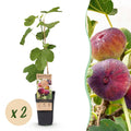 Vijgenboom voor balkon – Zoete paarse vijgen (2 planten)