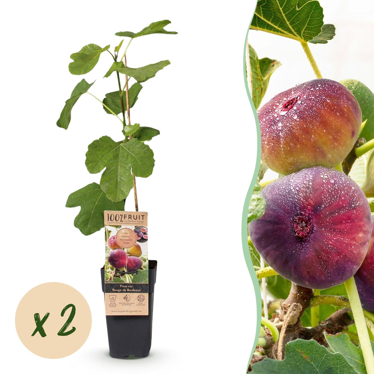 Vijgenboom voor balkon – Zoete paarse vijgen (2 planten) - Pflanzkasten für einen grünen Balkon Vercony