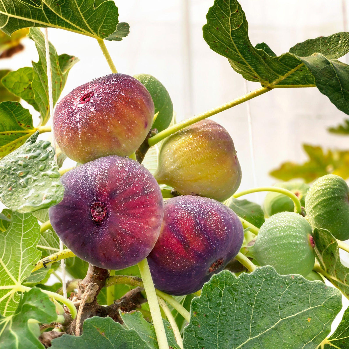 Vijgenboom voor balkon – Zoete paarse vijgen (2 planten) - Pflanzkasten für einen grünen Balkon Vercony