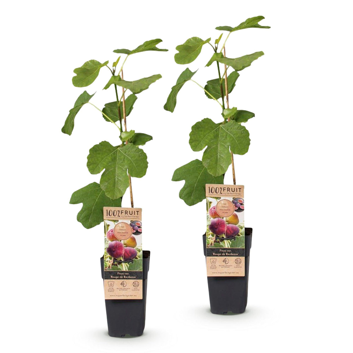 Vijgenboom voor balkon – Zoete paarse vijgen (2 planten) - Pflanzkasten für einen grünen Balkon Vercony