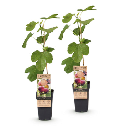 Vijgenboom voor balkon – Zoete paarse vijgen (2 planten) - Pflanzkasten für einen grünen Balkon Vercony