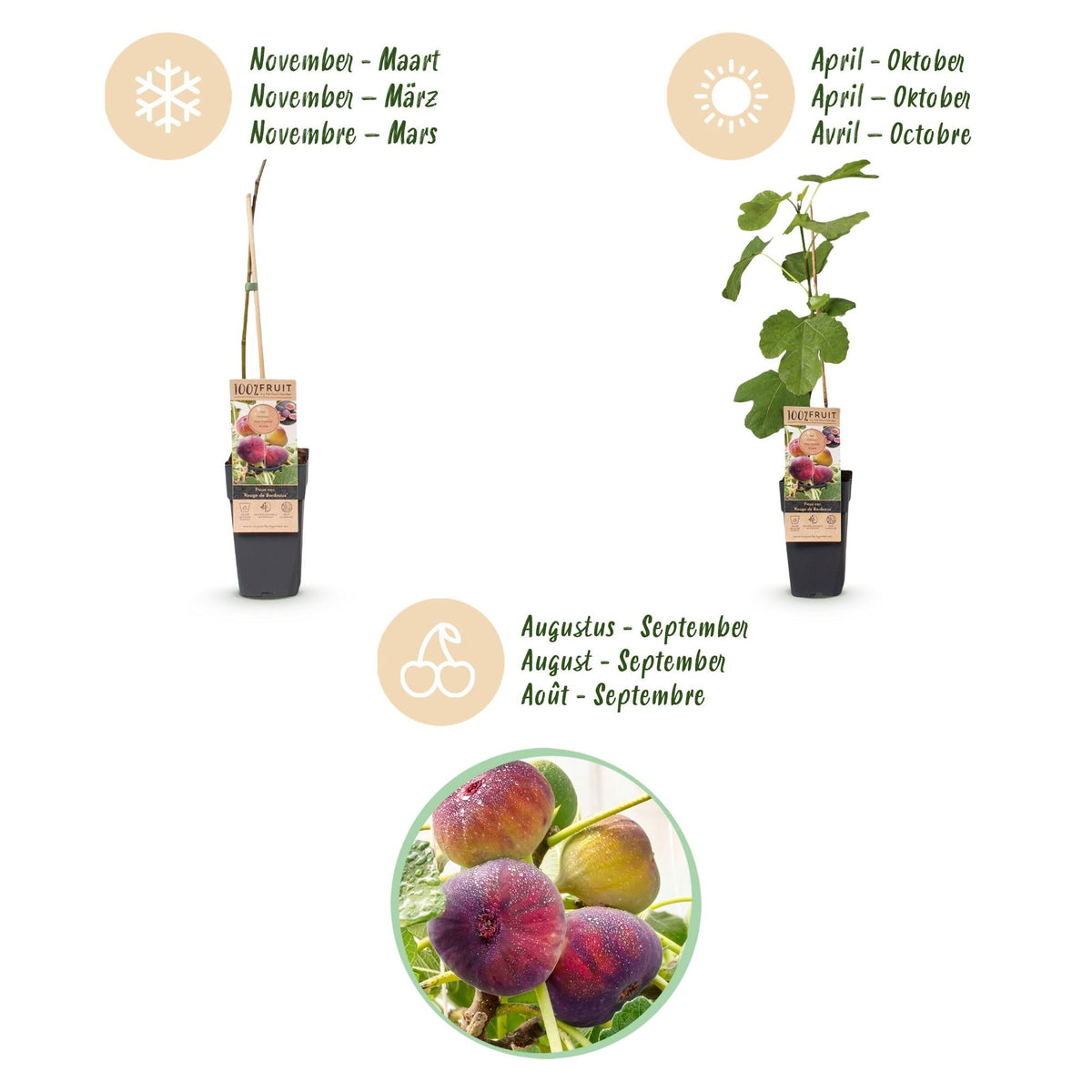Vijgenboom voor balkon – Zoete paarse vijgen (2 planten) - Pflanzkasten für einen grünen Balkon Vercony