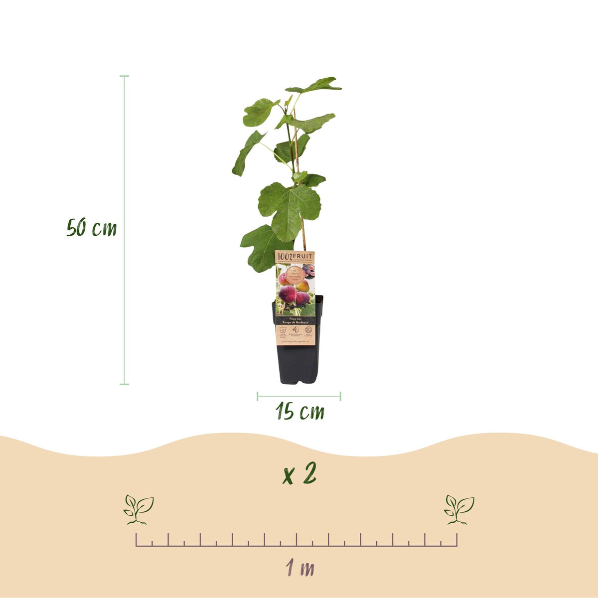 Vijgenboom voor balkon – Zoete paarse vijgen (2 planten) - Pflanzkasten für einen grünen Balkon Vercony