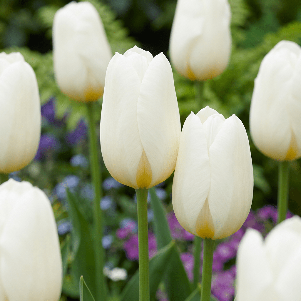 Witte tulpen bloembollen voor balkon (60 stuks) - Triomftulp, voorjaarsbloeier - planter for a green balcony Vercony