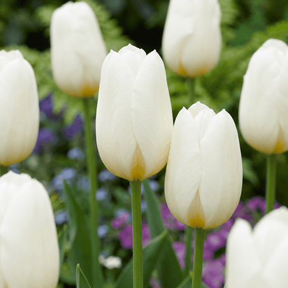 Witte tulpen bloembollen voor balkon (60 stuks) - Triomftulp, voorjaarsbloeier - planter for a green balcony Vercony