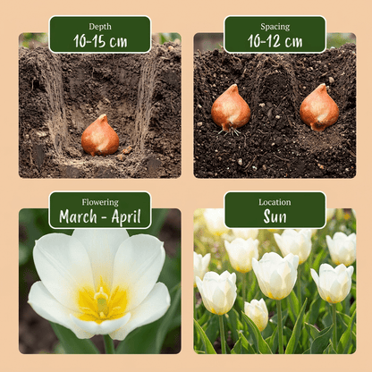 Witte tulpen bloembollen voor balkon (60 stuks) - Triomftulp, voorjaarsbloeier - planter for a green balcony Vercony